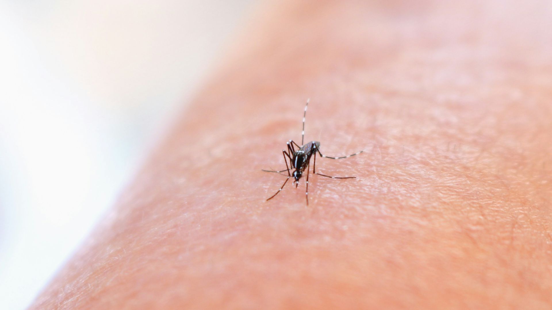 4. Les Amériques ont proclamé une victoire prématurée sur l'Aedes aegypti