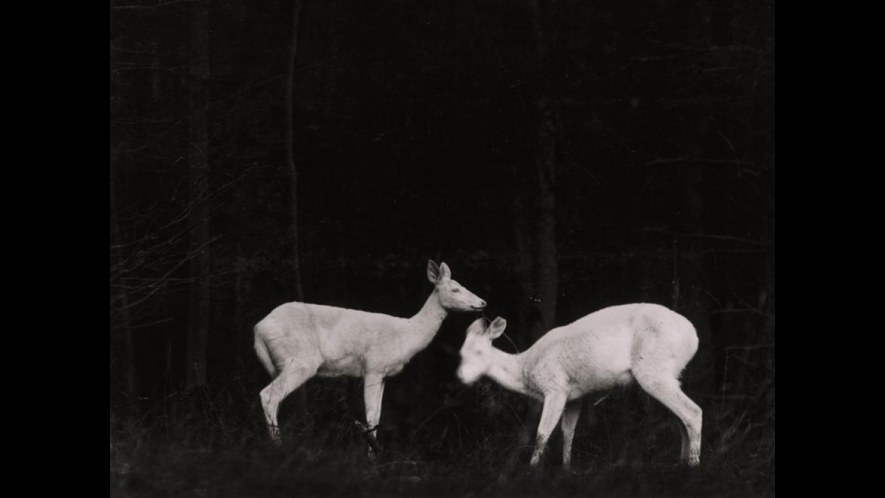 7. Les photos nocturnes d'animaux sauvages prises par un avocat provoquent des démissions et une révolte des lecteurs