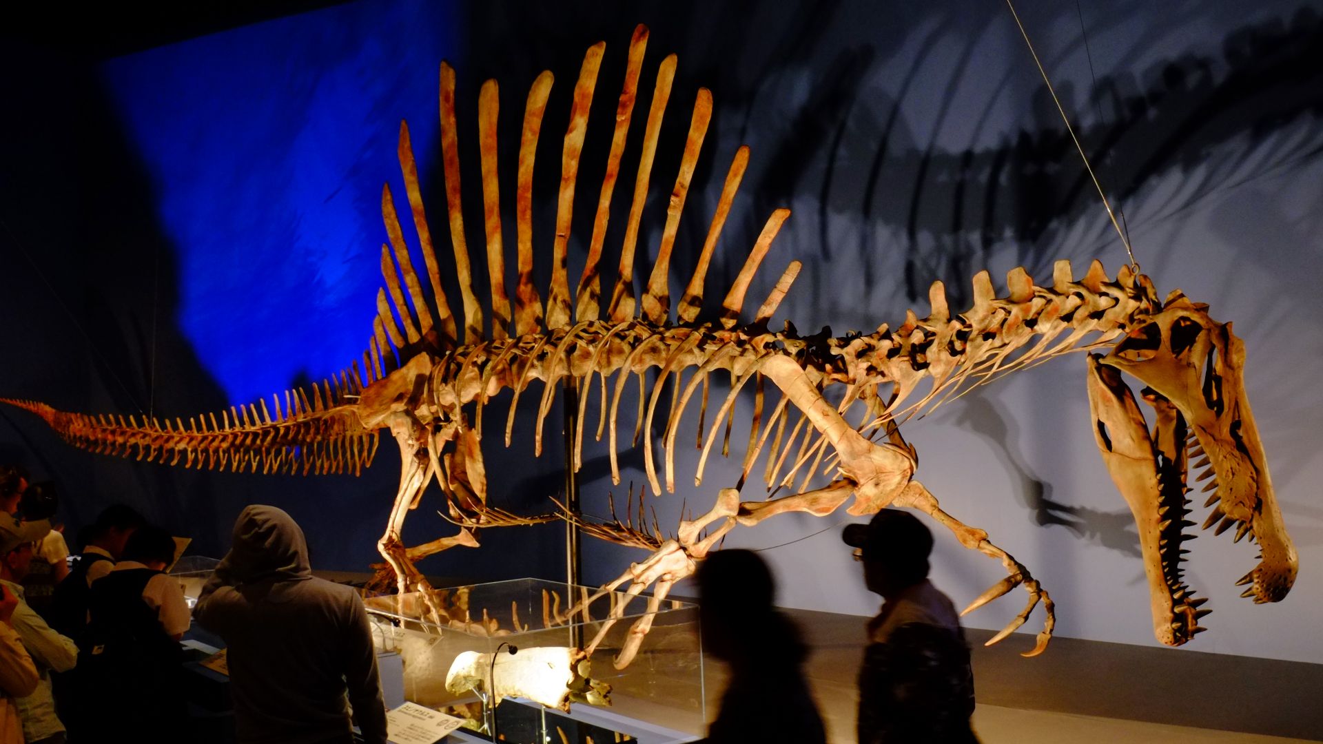12. Le Spinosaurus a été reconstitué à plusieurs reprises
