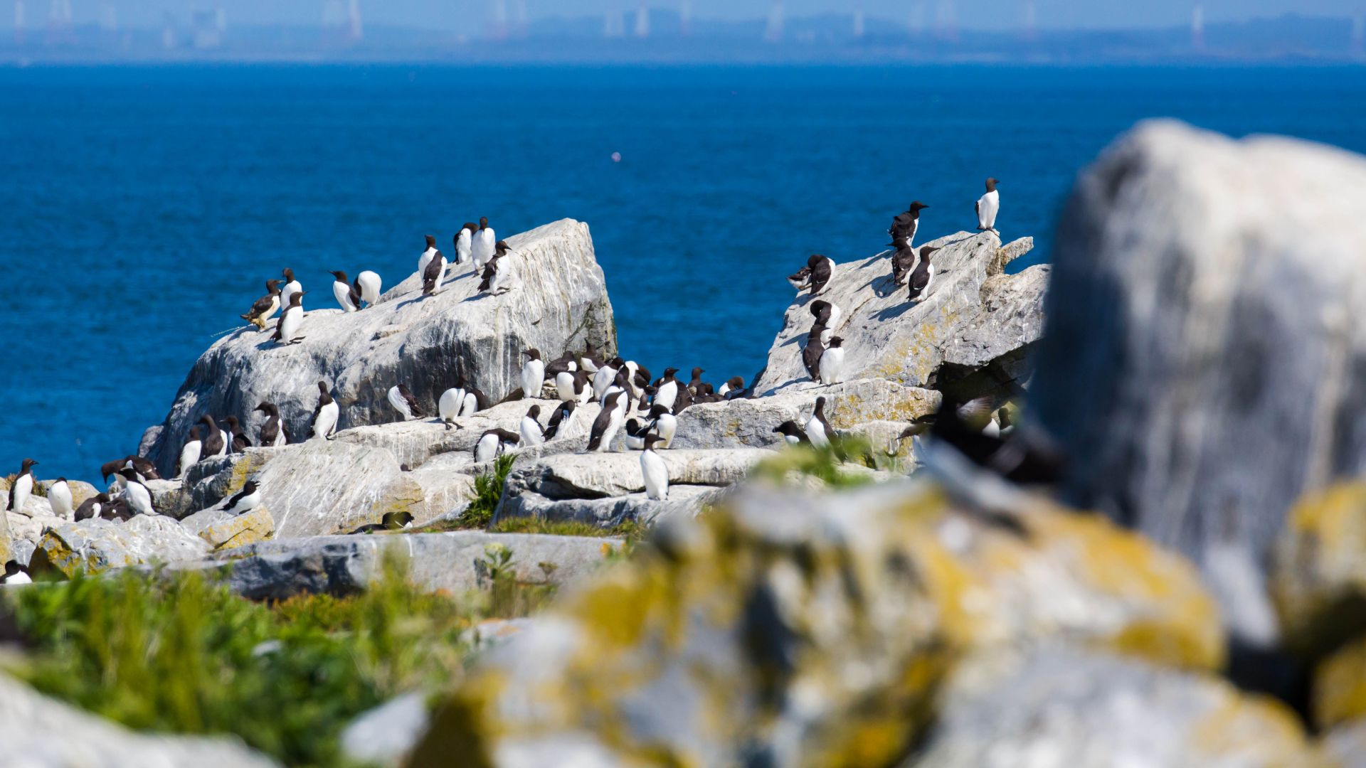 14. L'île de Machias Seal
