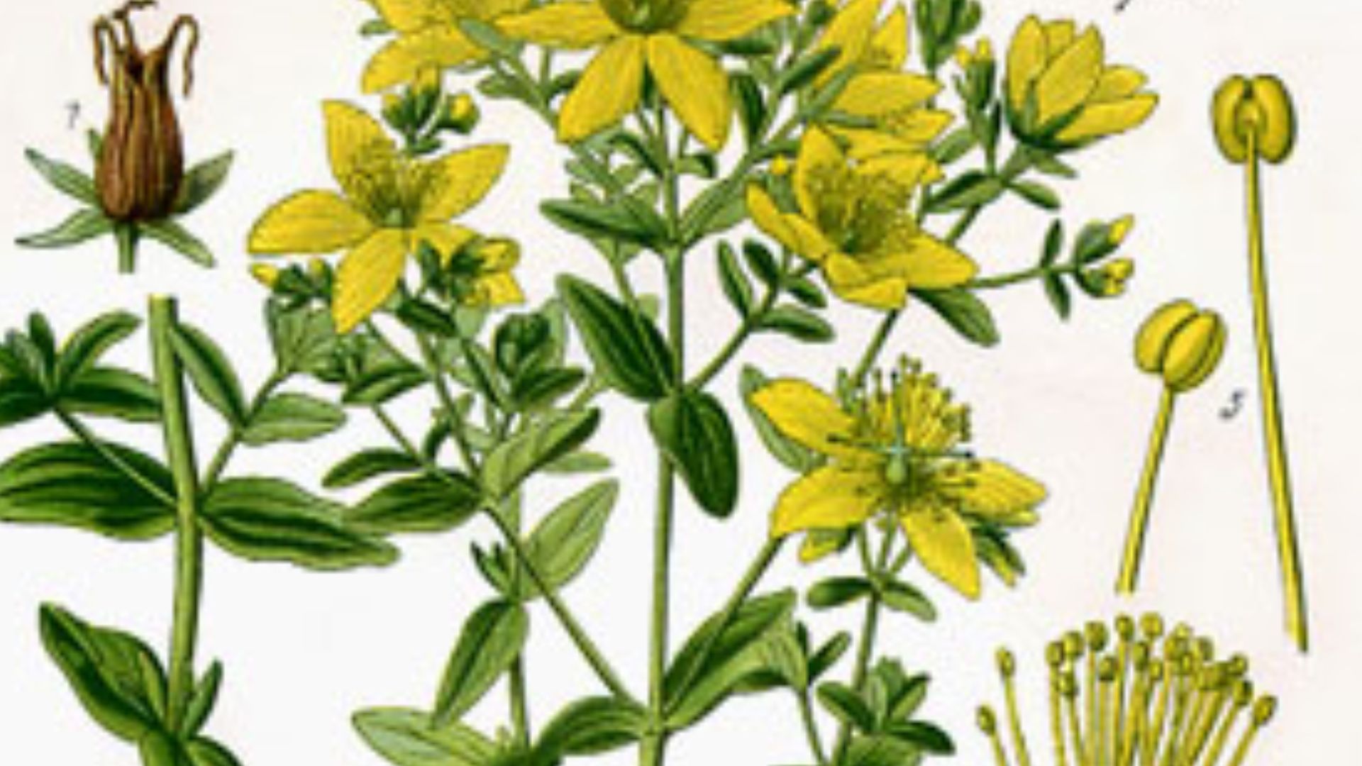 10. Accrocher du millepertuis près des fenêtres