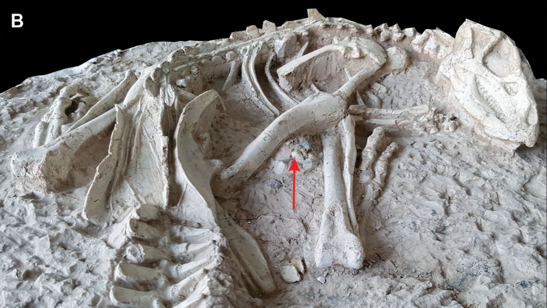 13. Le dinosaure dans son terrier