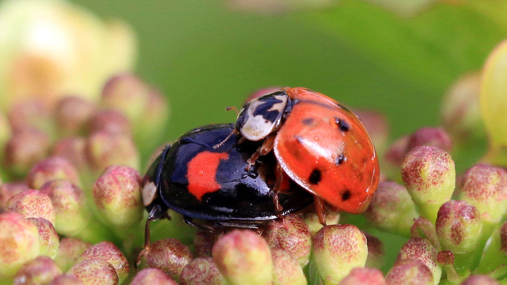 9. Des coccinelles arlequines ont été lâchées pour se nourrir de pucerons