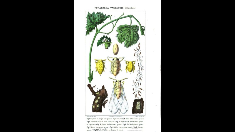 10. Un insecte ravageur de la vigne a orienté la France vers l'absinthe
