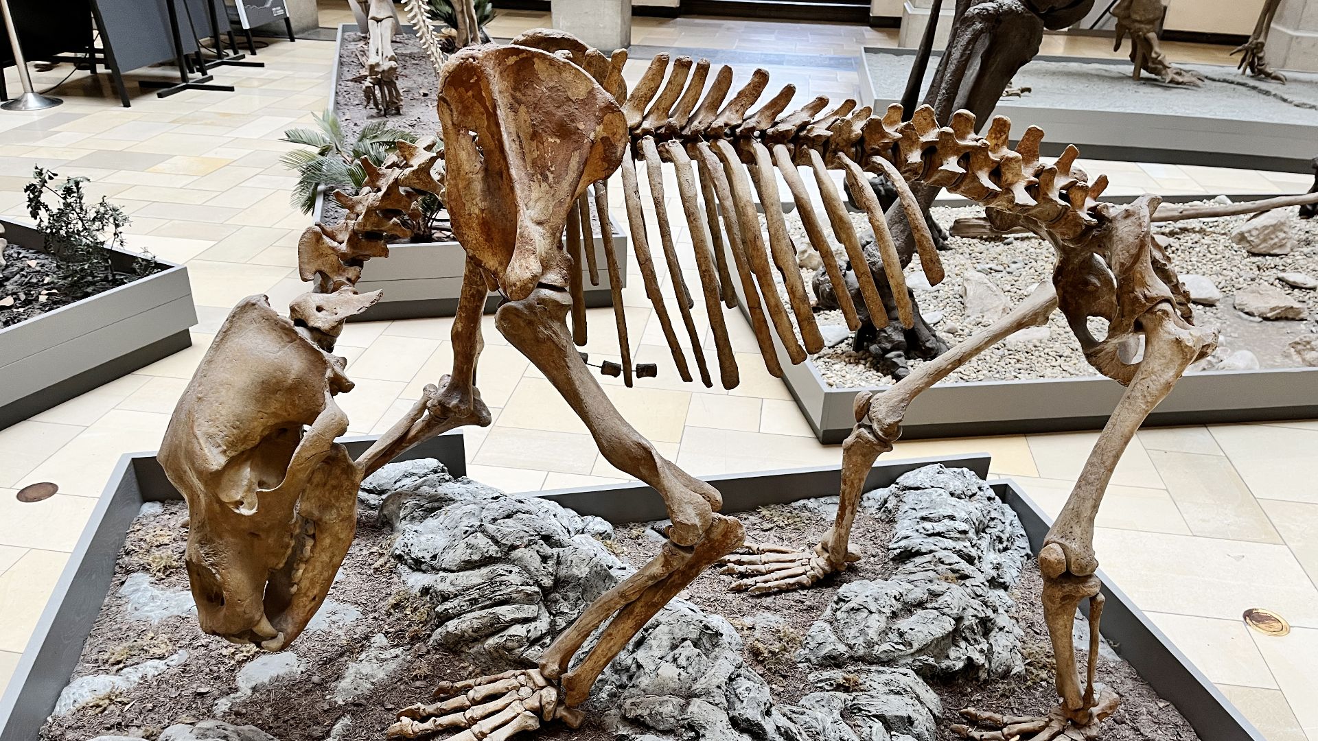 4. L'ours des cavernes