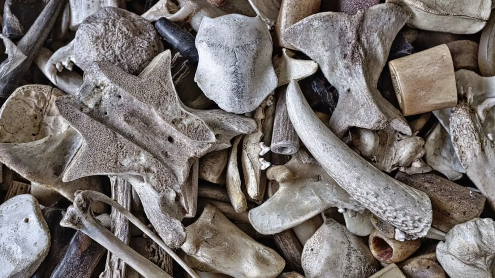 14. Medieval Peddlers Sold Pig Bones As Holy Saints' Relics