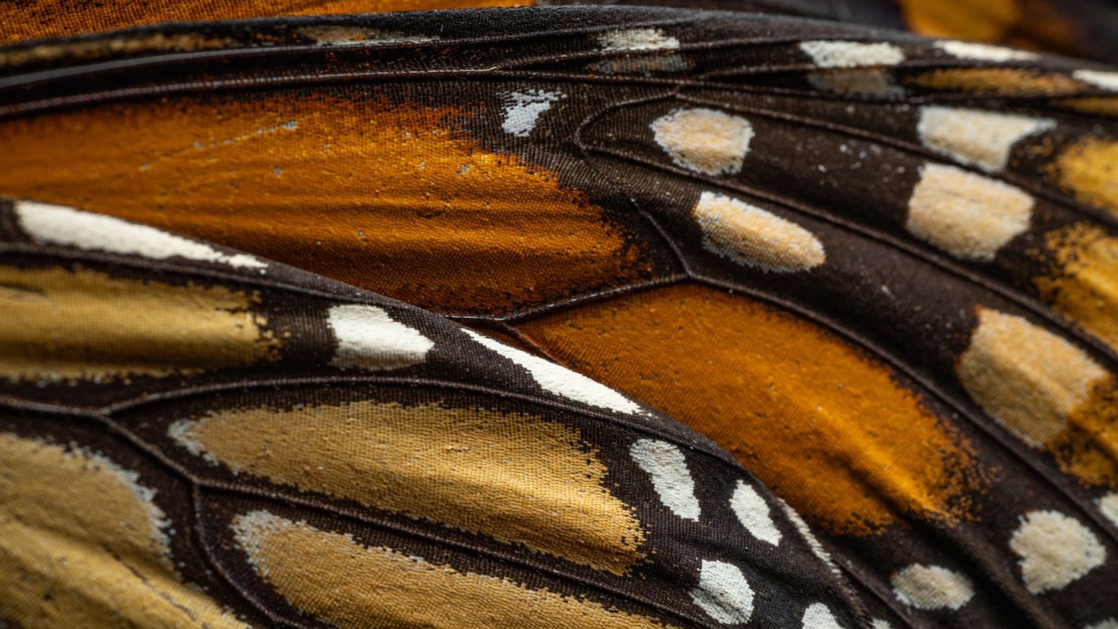 13. Butterfly Wings Were Flattened Between Its Pages