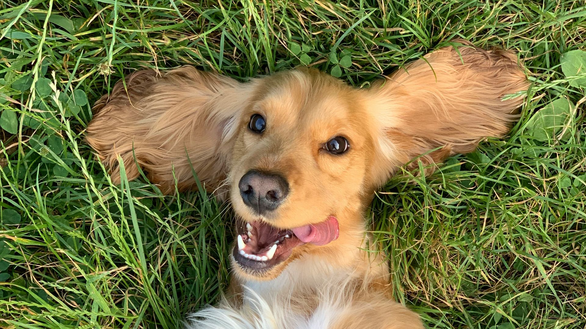 20. Les chiens étaient enterrés avec leurs maîtres