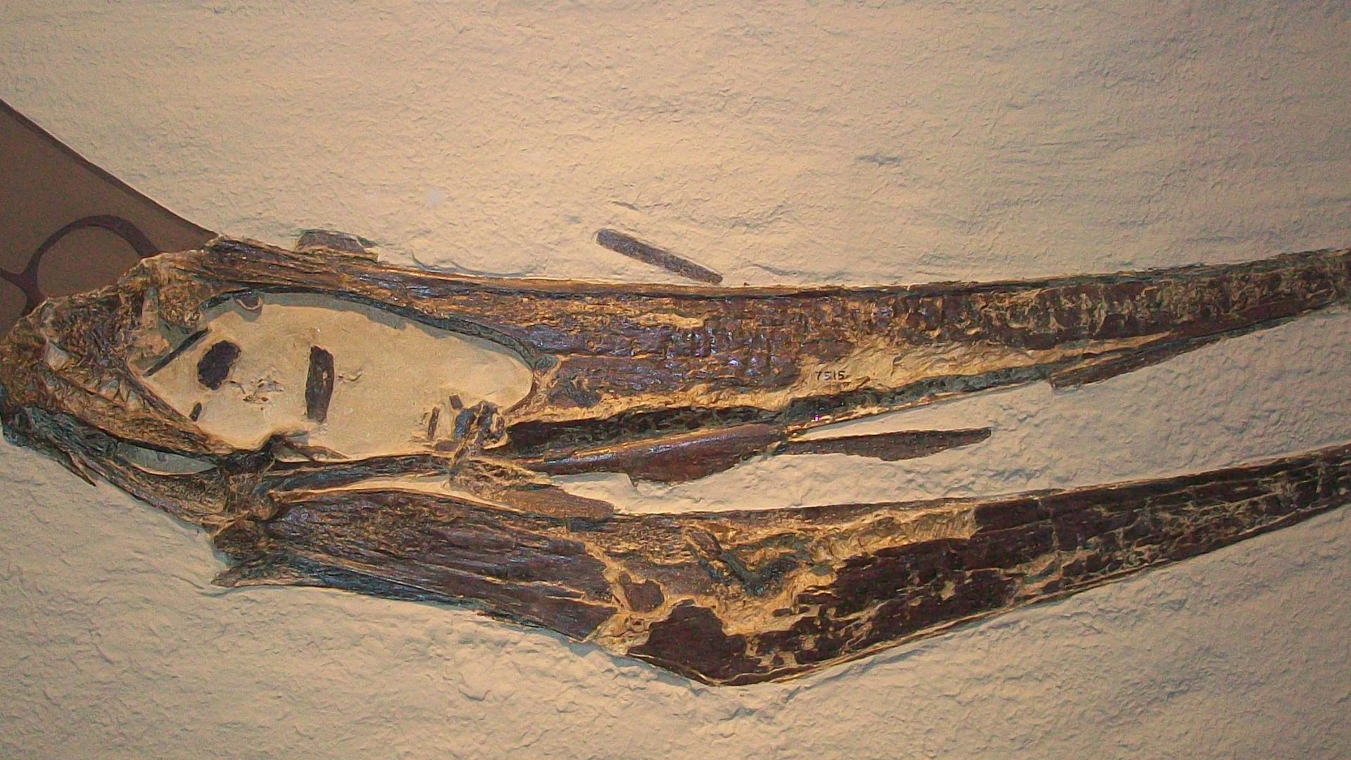 19. Ptéranodon