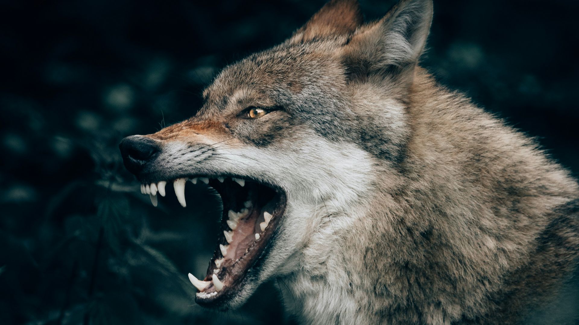 13. Le loup géant