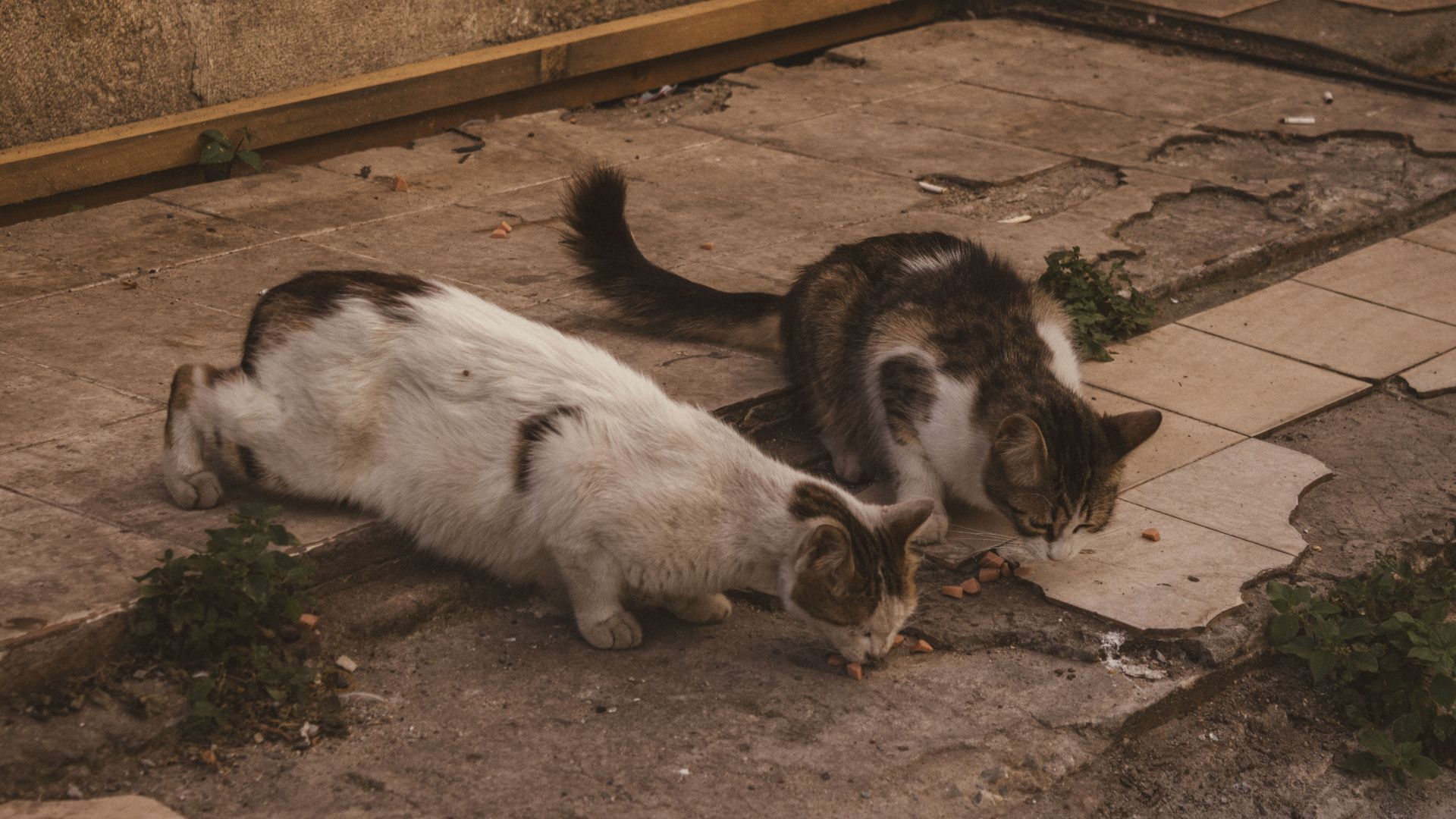 7. L'Australie s'est engagée à éliminer deux millions de chats errants d'ici 2020