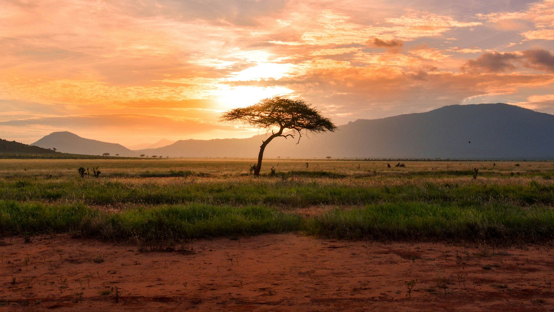 1. A vécu et a évolué en Afrique