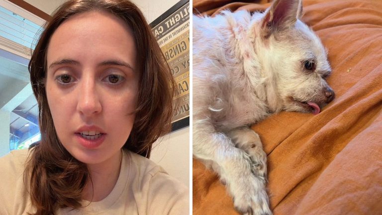 Woman calls dog’s owner after checking for microchip. She can’t believe what he tells her: ‘I can’t put him in a shelter’