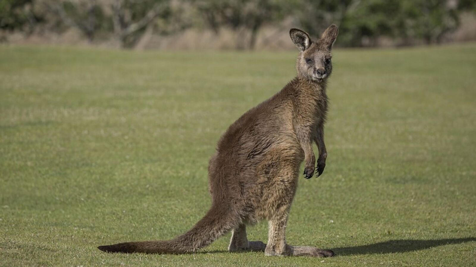 14. Britain's First Kangaroos Lived On His Palace Grounds