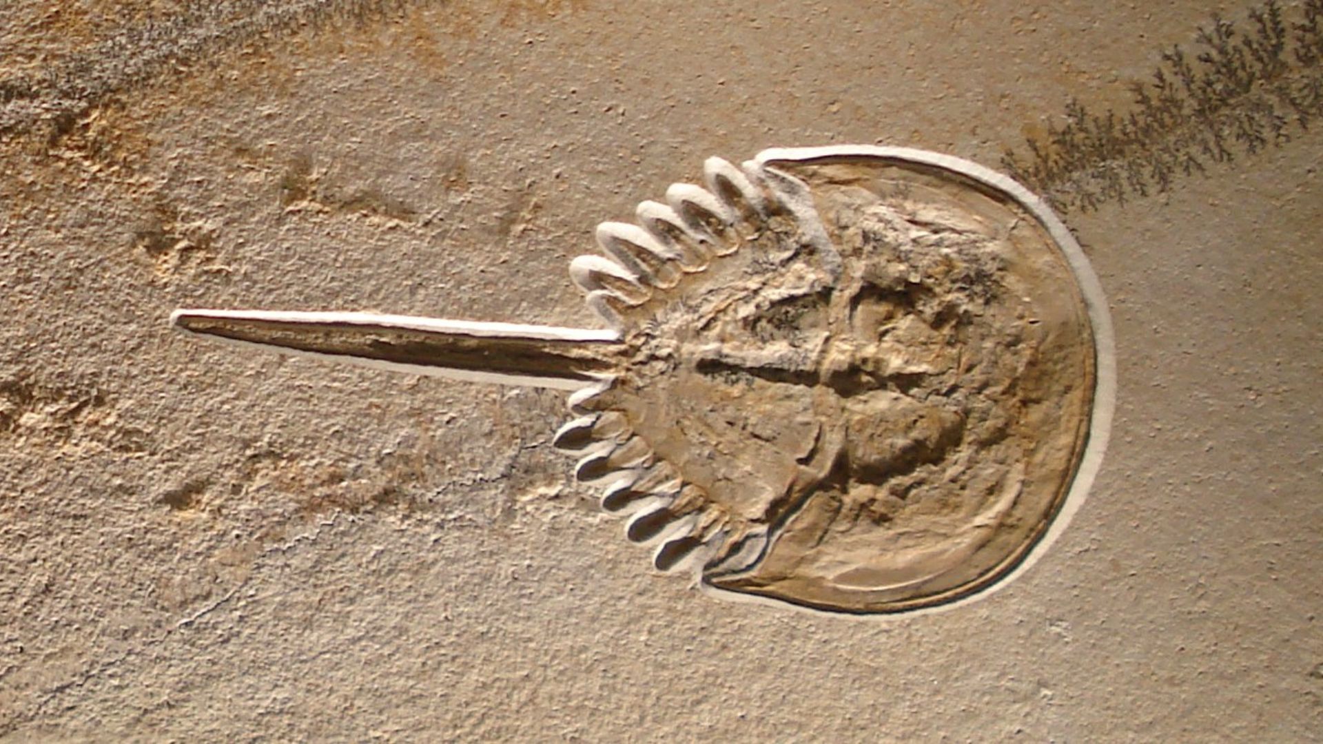 2. La dernière marche d'un crabe fer à cheval