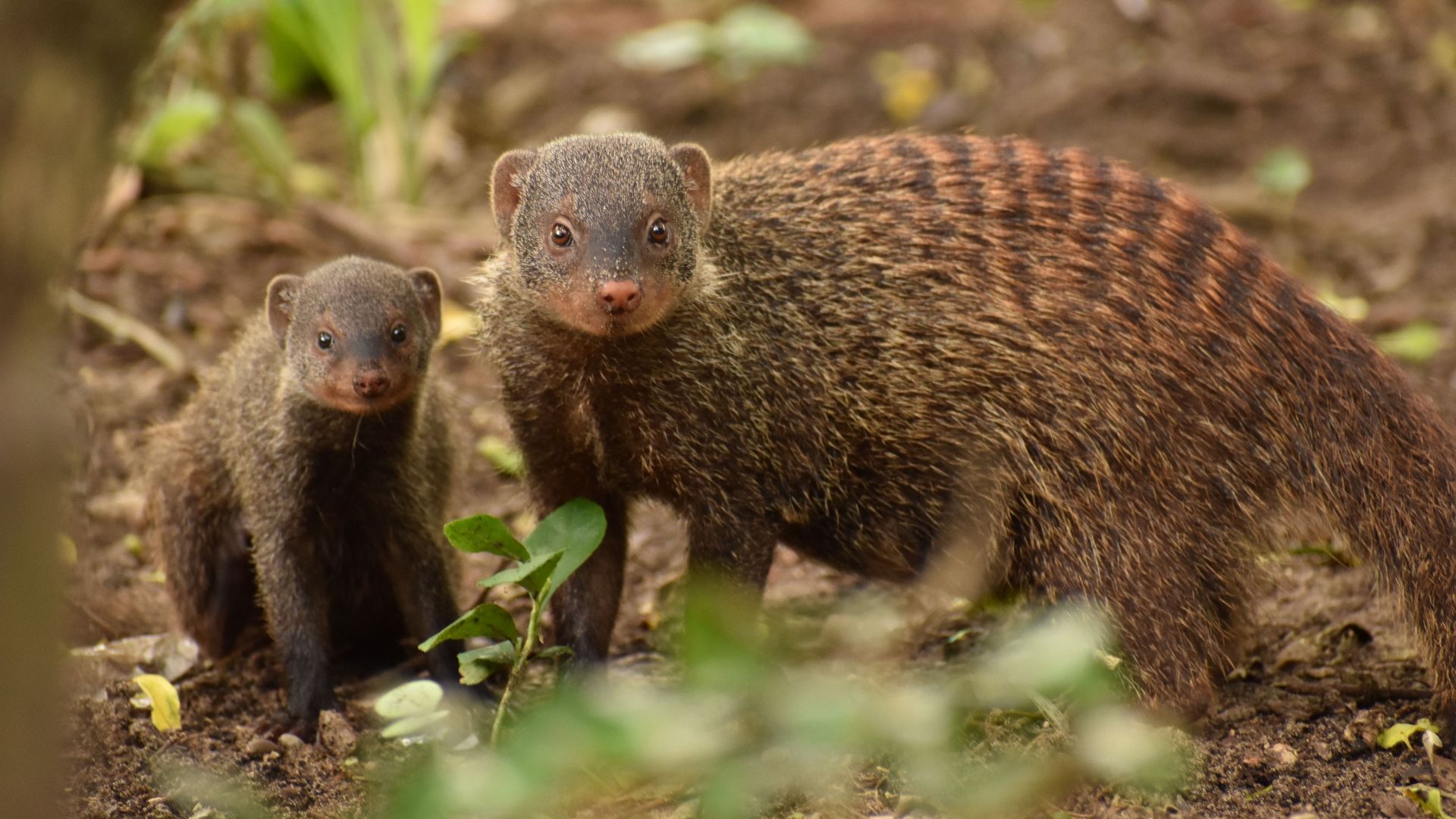 2. À Hawaï, les mangoustes chassent le jour et les rats s'activent la nuit
