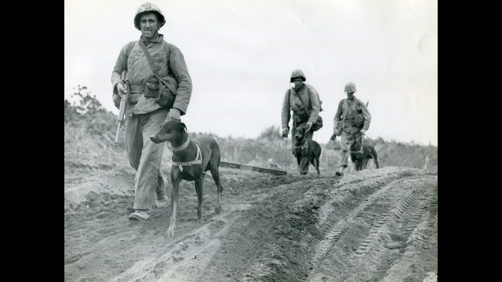 11. Des dobermans de la Marine ont transmis des messages au cœur des combats dans la jungle du Pacifique