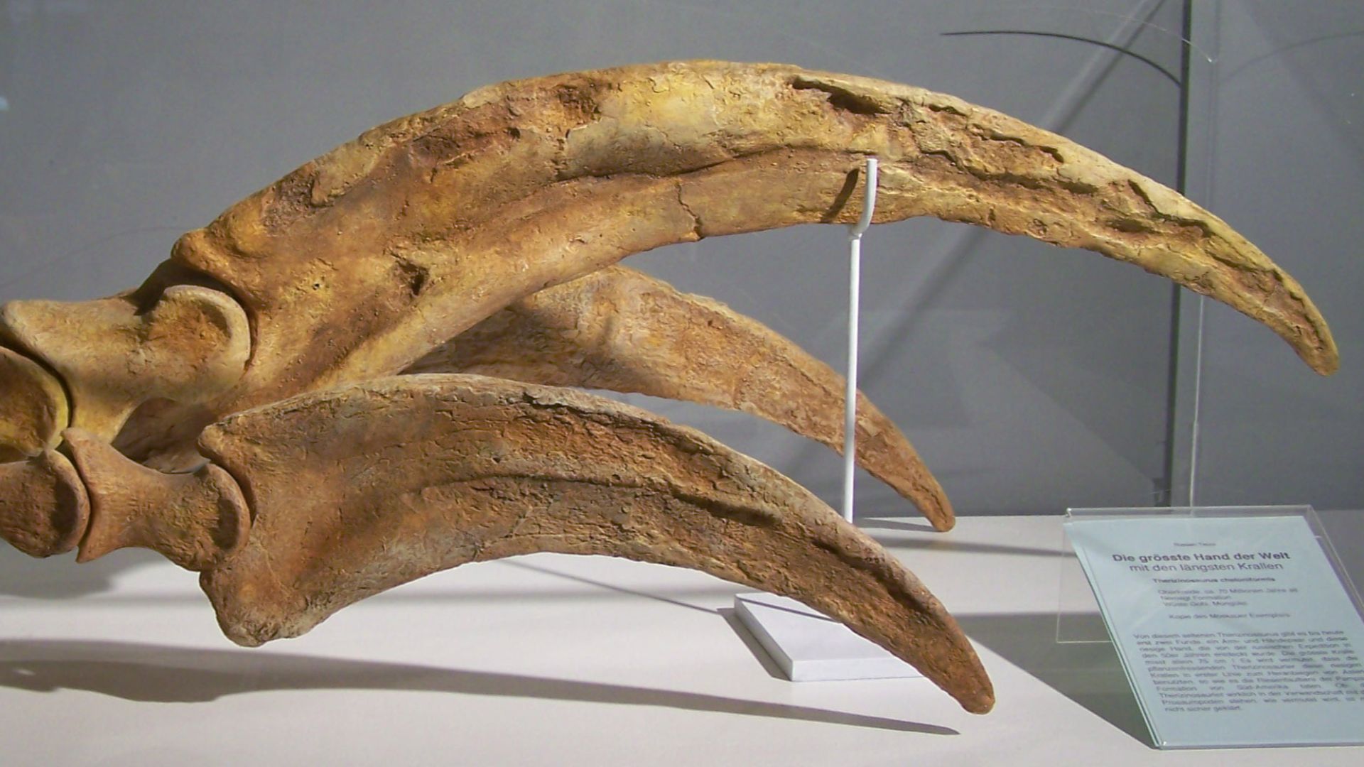 11. Les griffes du Therizinosaurus ont été attribuées à une tortue