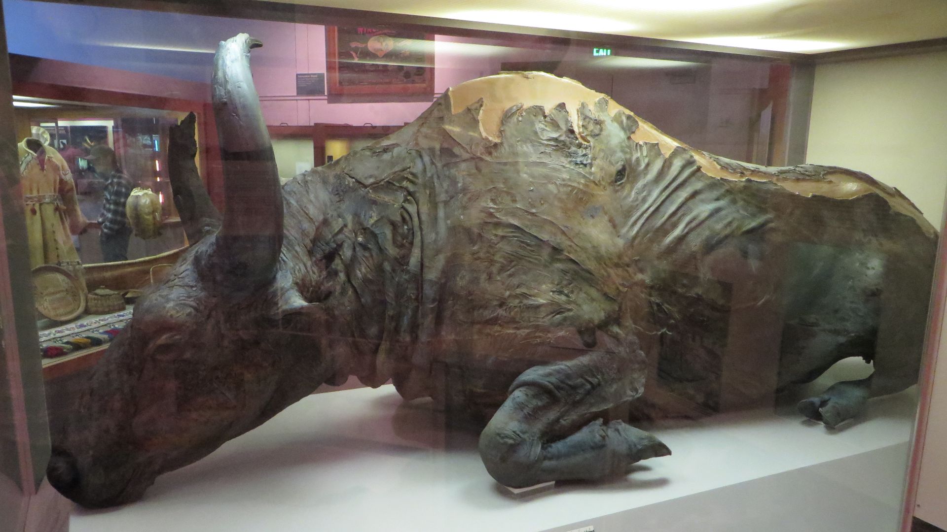 5. Le bison des steppes