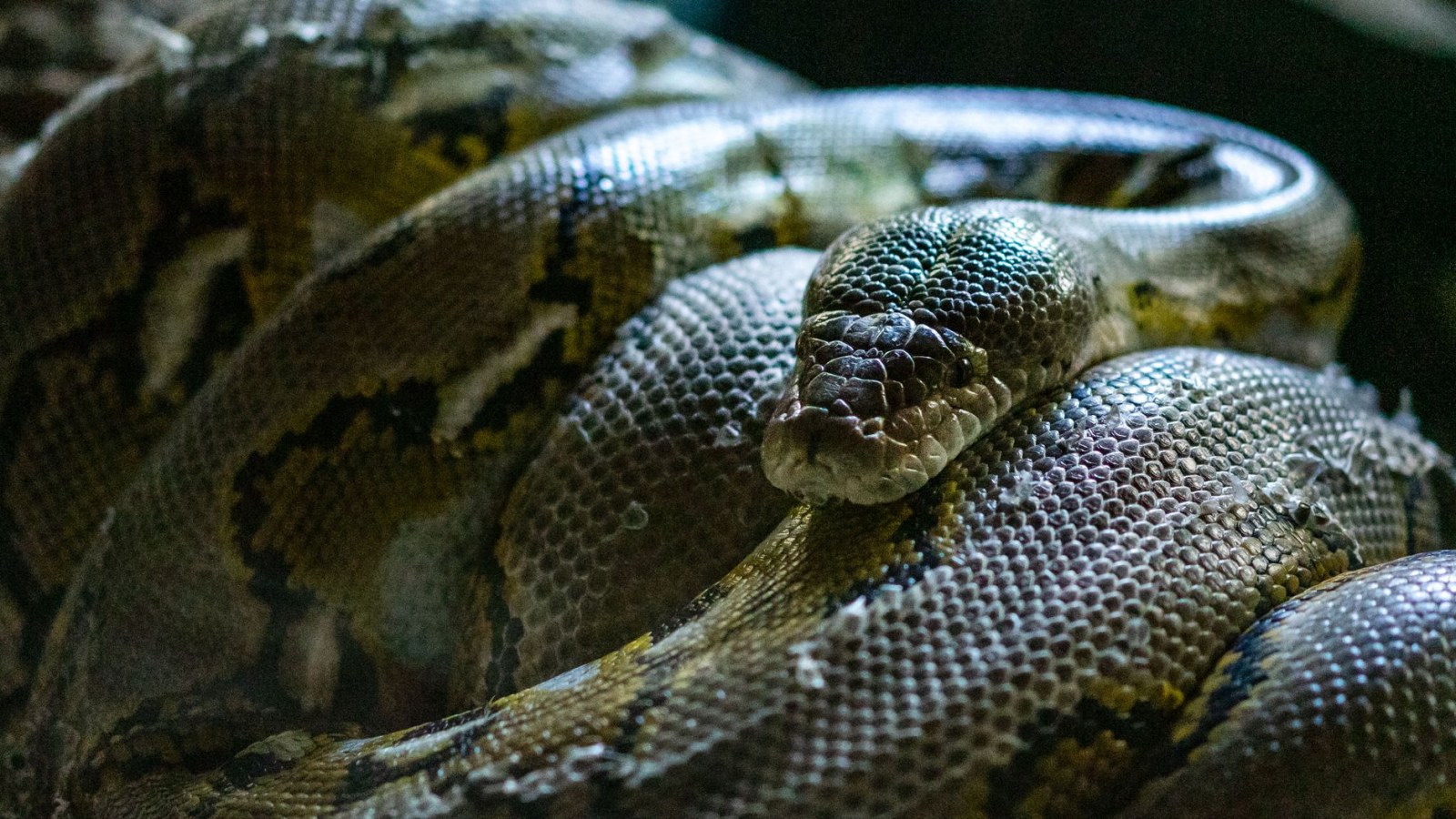 6. Shed Snakeskins Became Folk Remedies And Charms