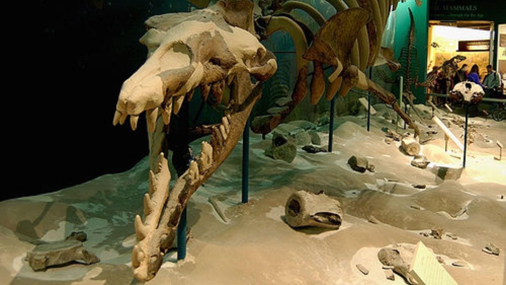 13. Le Basilosaurus a été classé parmi les reptiles