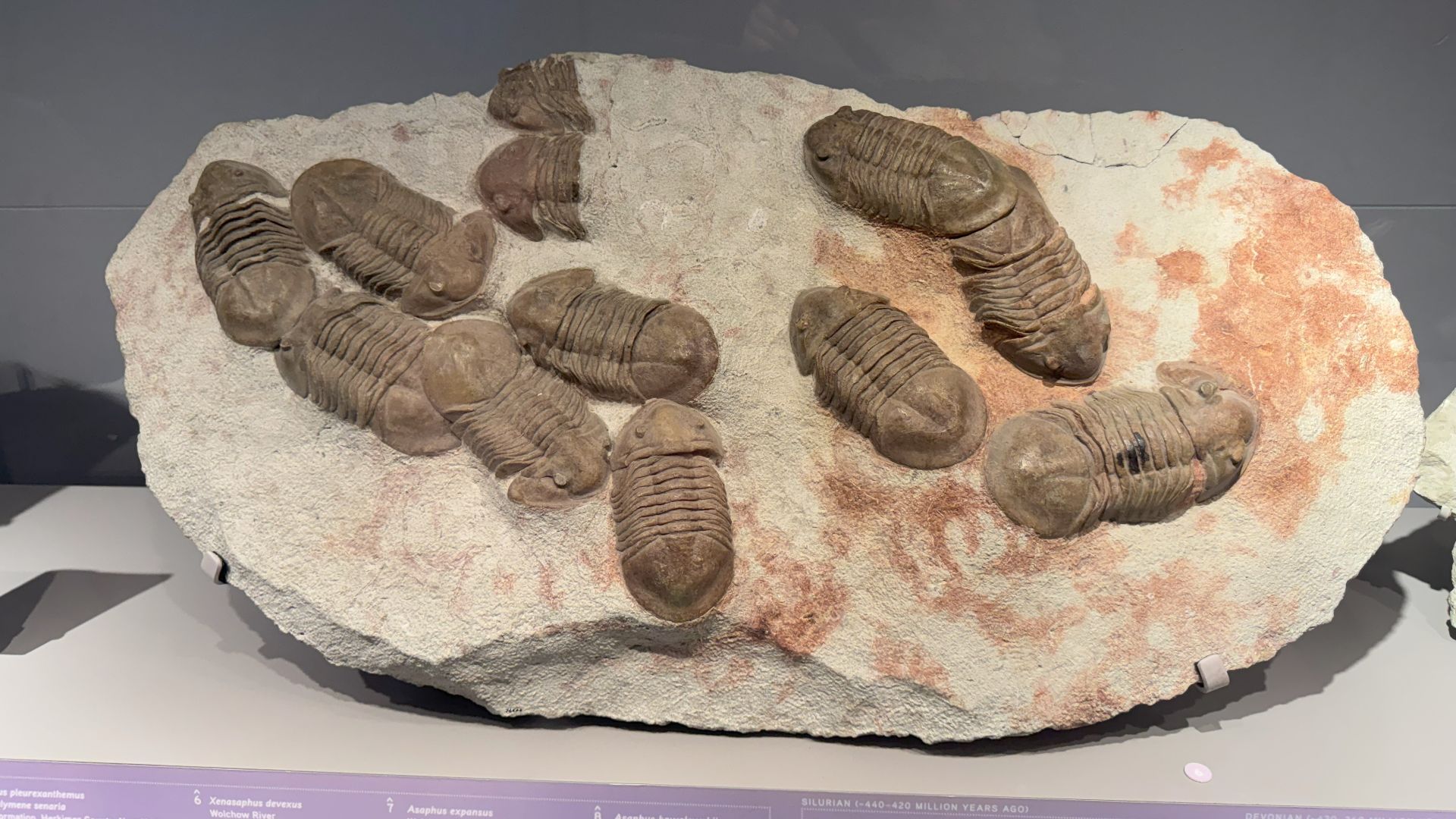 6. Des trilobites alignés