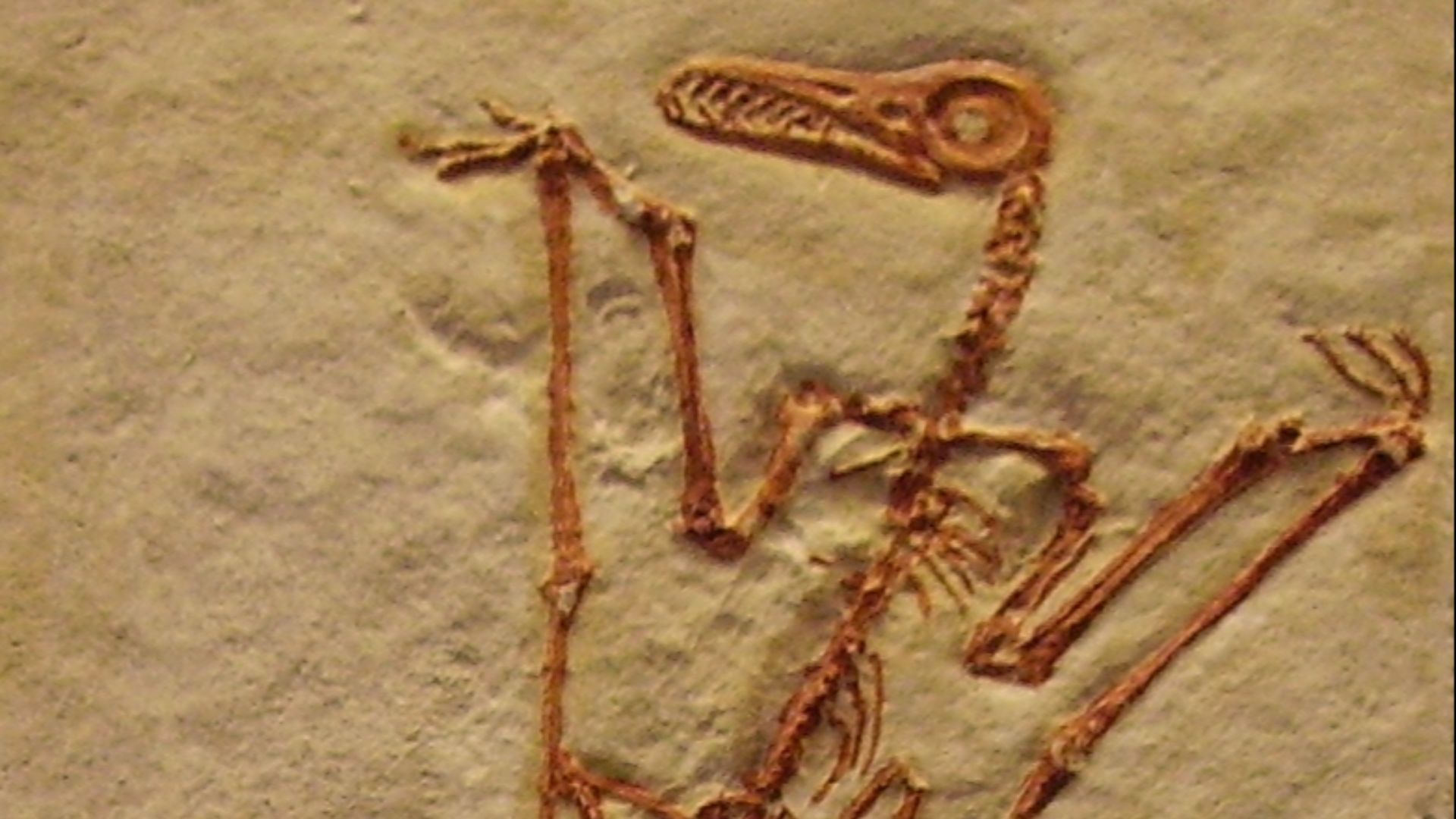 14. Rhamphorhynchus