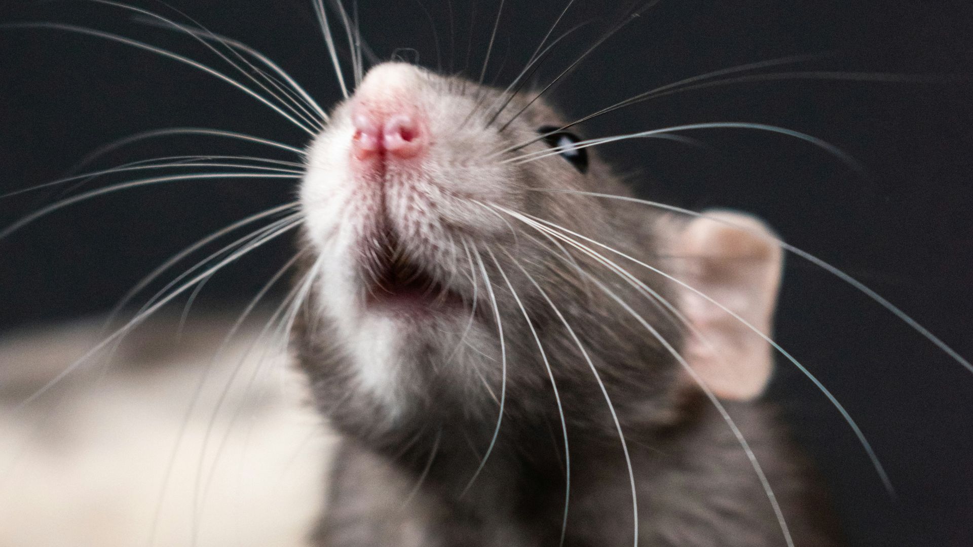 2. Hanoï a été payé à la queue de rat et s'est retrouvé avec des élevages de rats