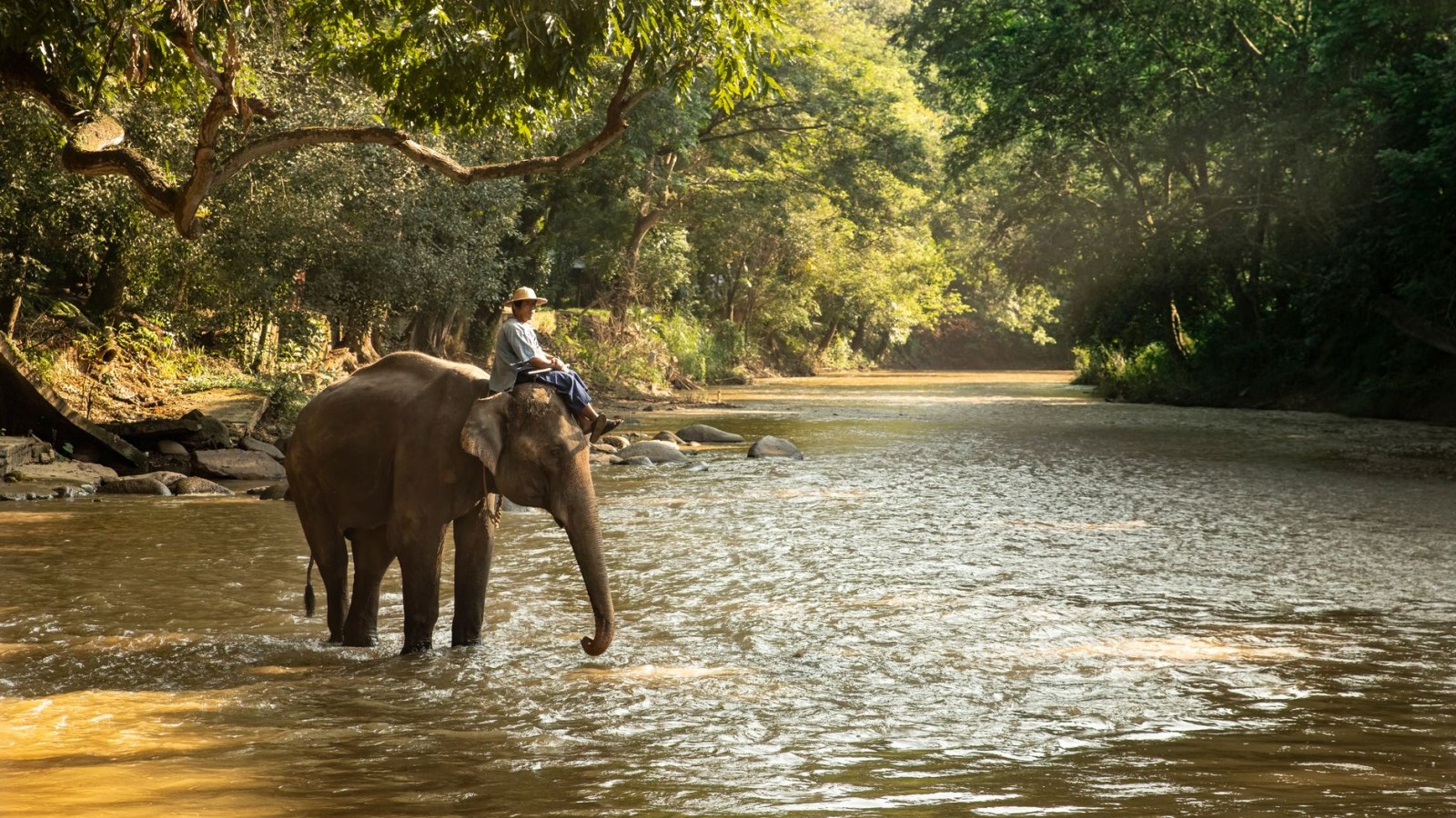 16. Les éléphants ont permis au courrier de continuer à circuler malgré les inondations de la mousson
