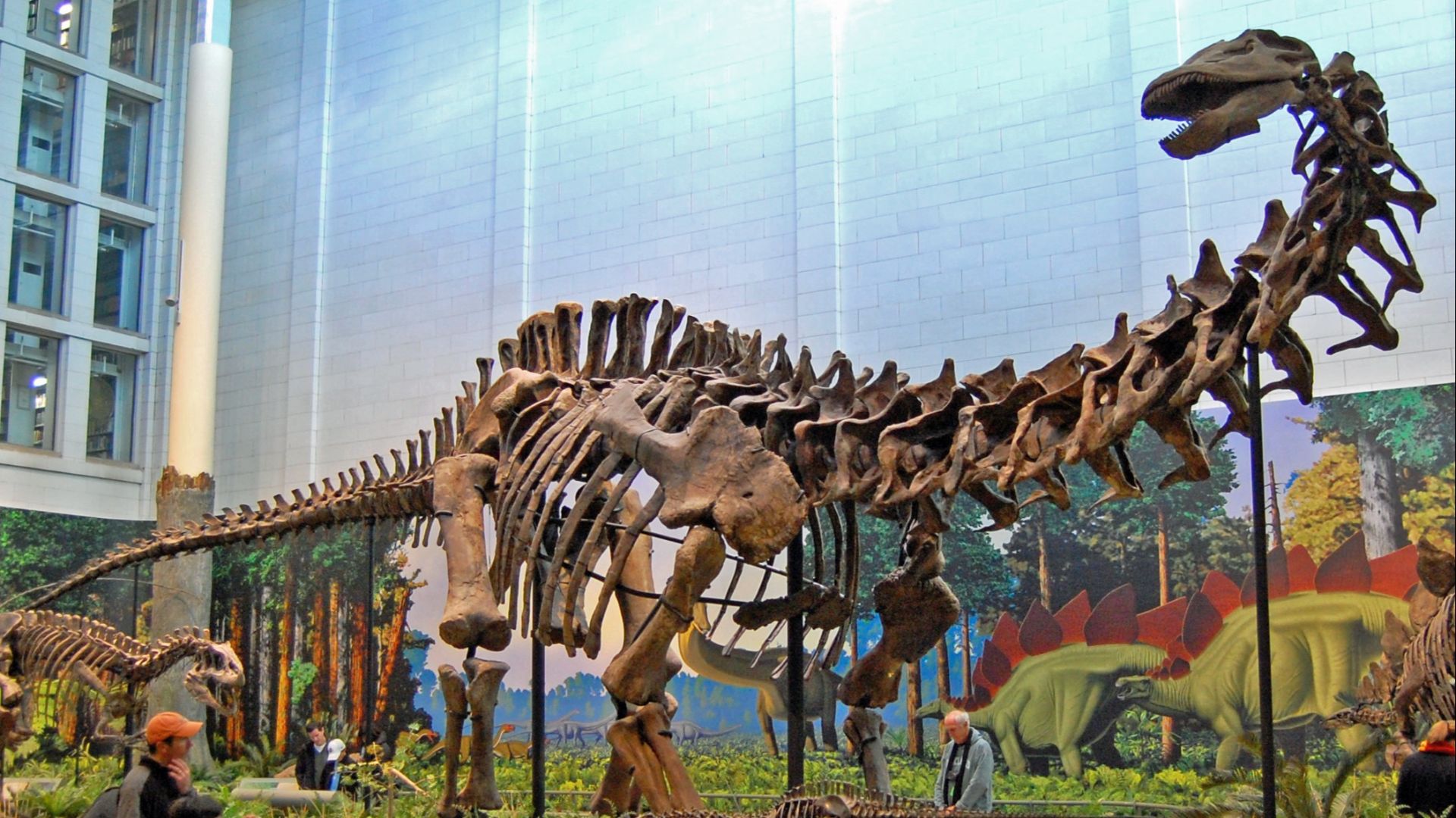 3. L'Apatosaurus portait une tête de Camarasaurus