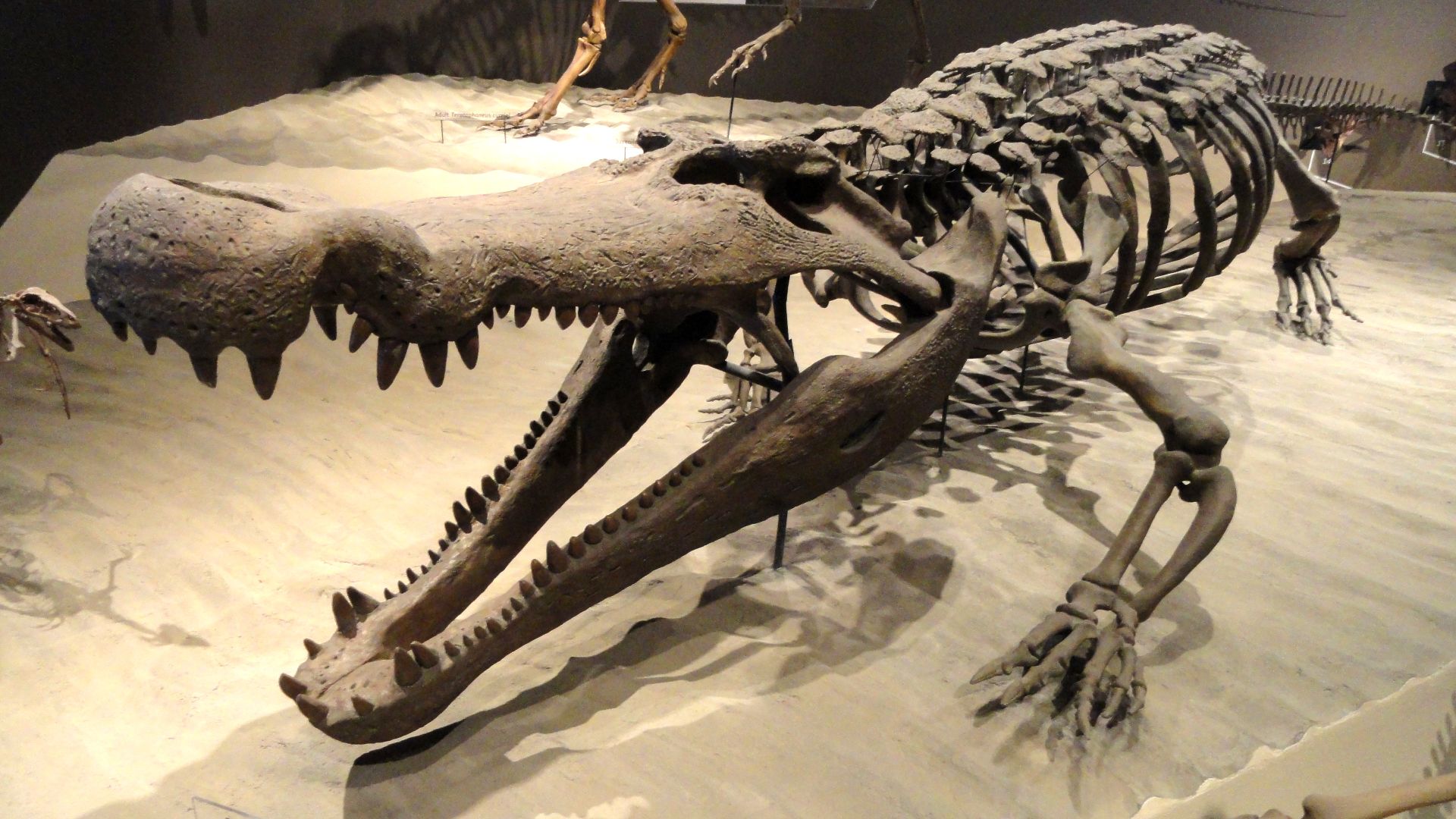 7. Le Deinosuchus a laissé des traces de morsures sur des os de dinosaures