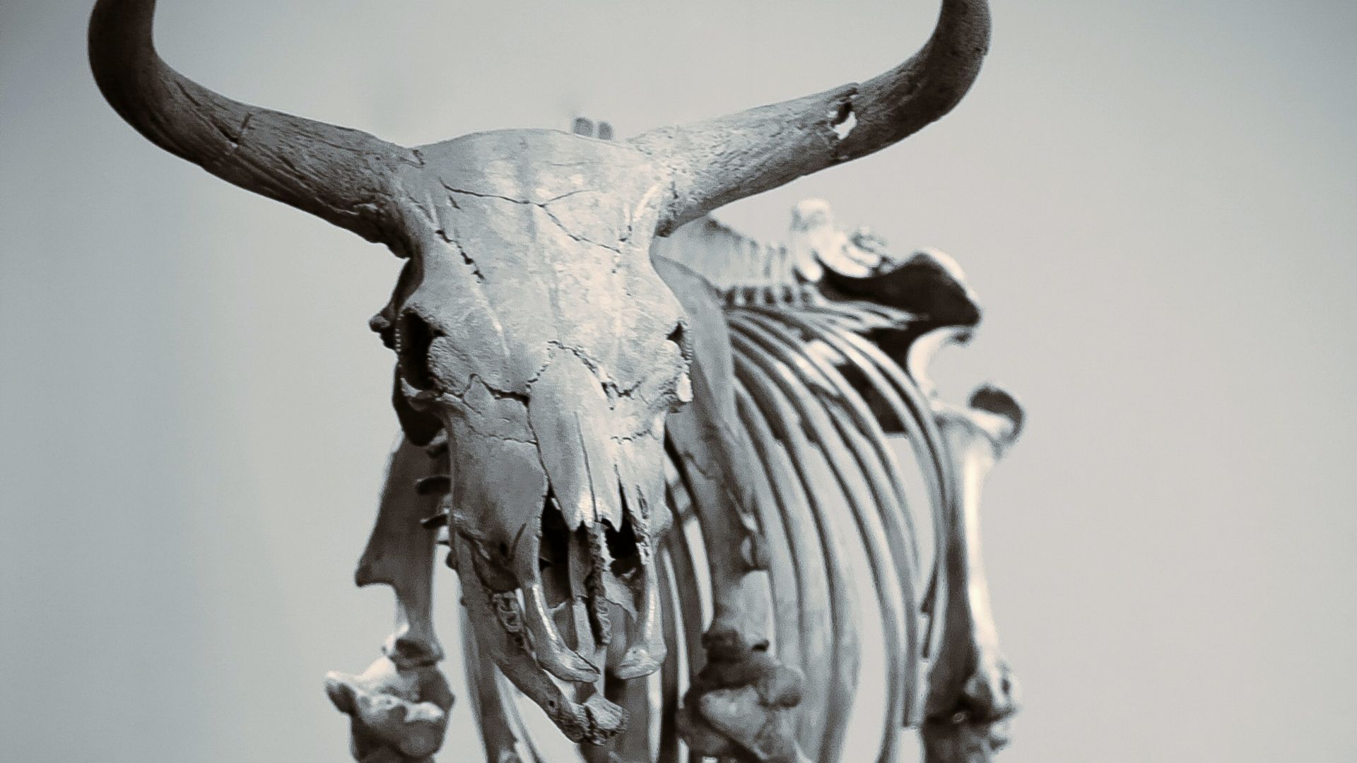 6. L'aurochs