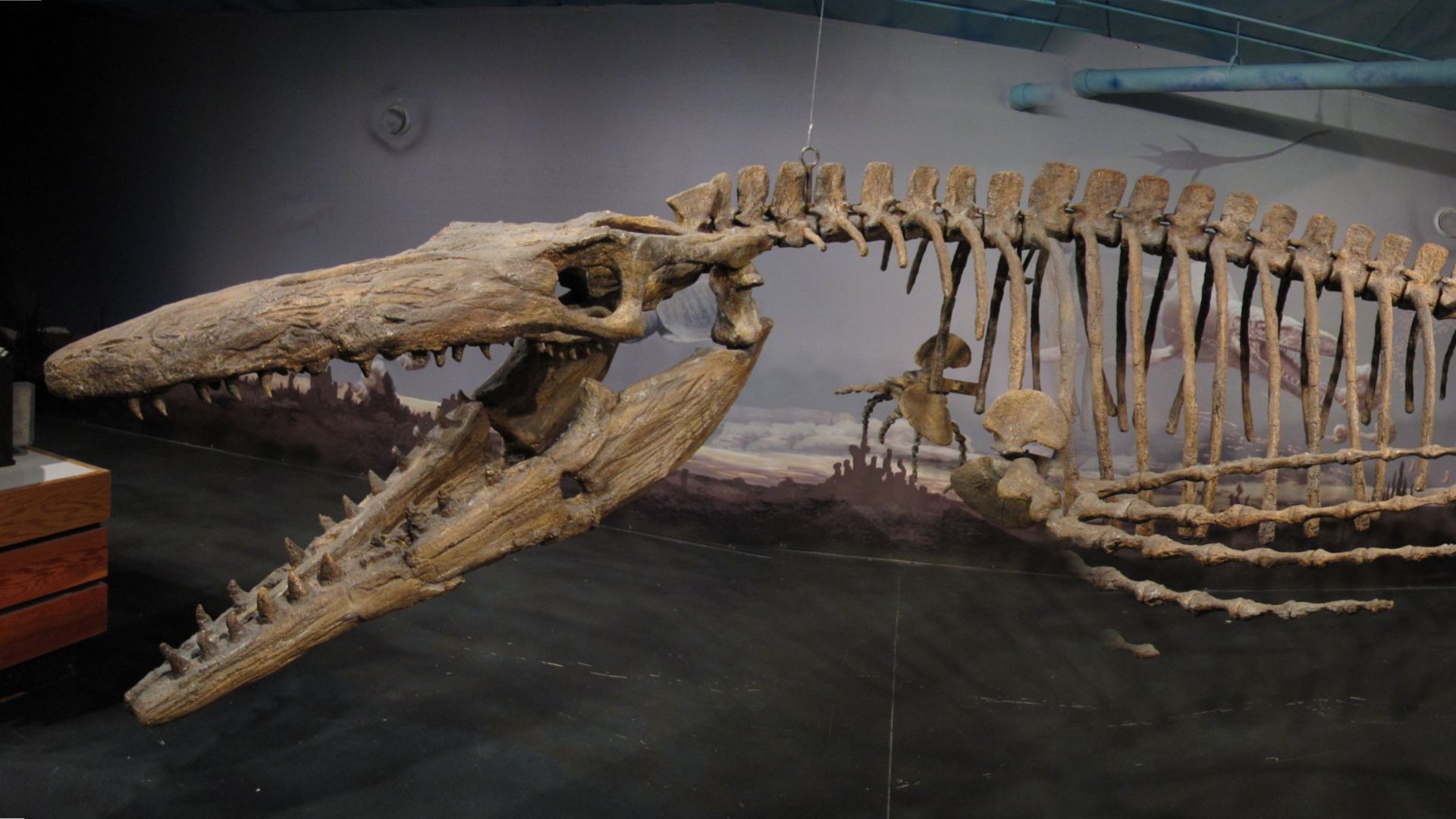 3. Le Tylosaurus qui a dévoré un mosasaure