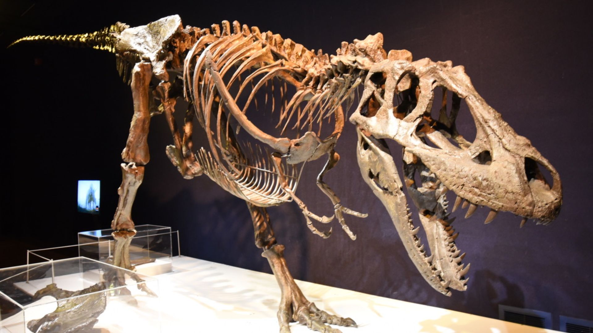 17. Le tyrannosaure du Montana