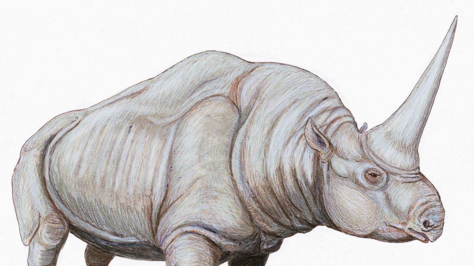 9. Elasmotherium