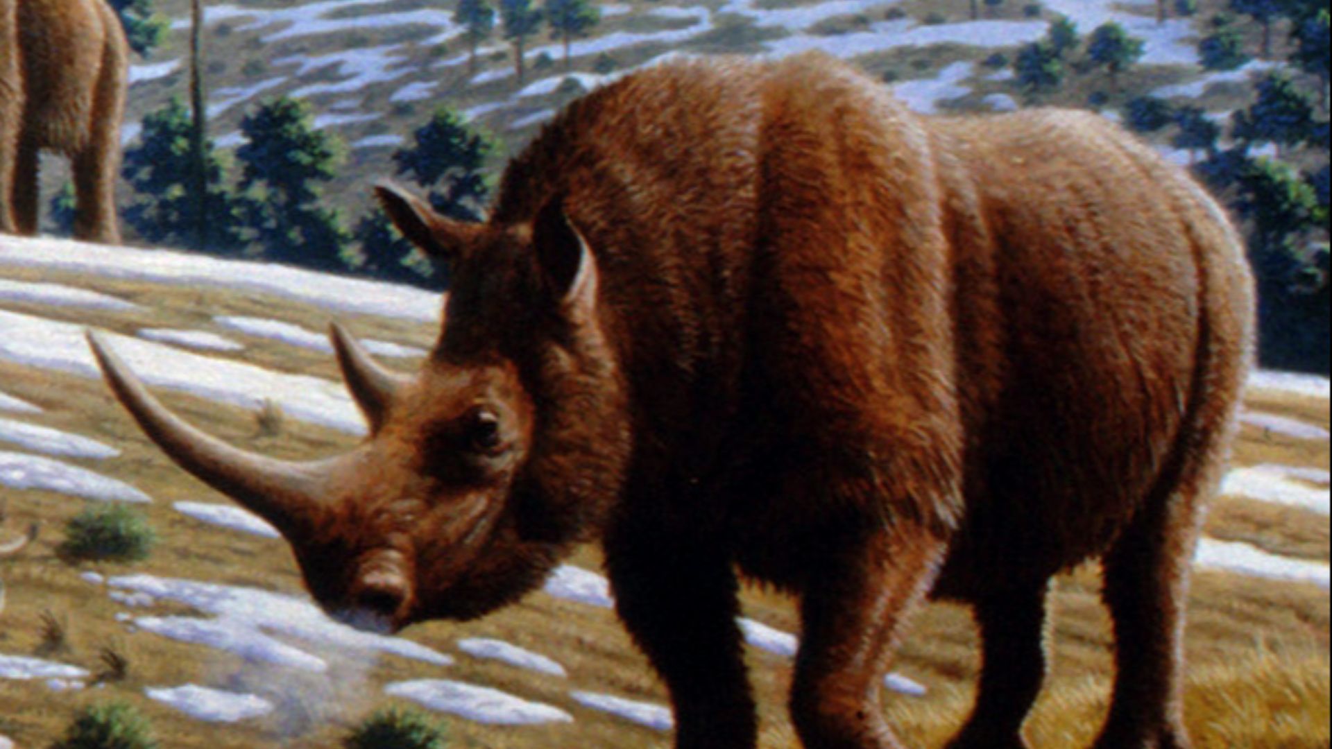 2. Le rhinocéros laineux