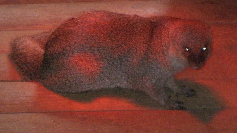 16. Jamaica Imported Mongooses For Rats That Only Came Out At Night
