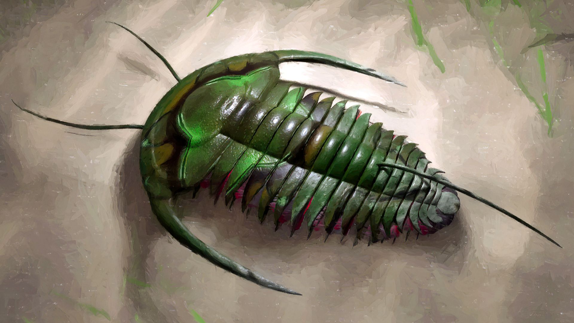 12. Le trilobite tchèque