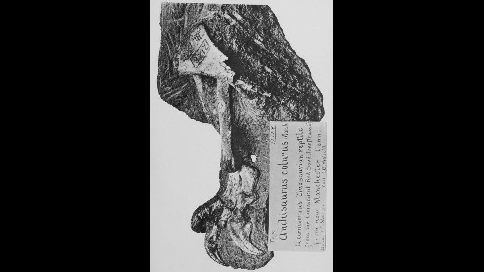 18. A Connecticut Farmer Blasted Open A Dinosaur's Grave By Accident