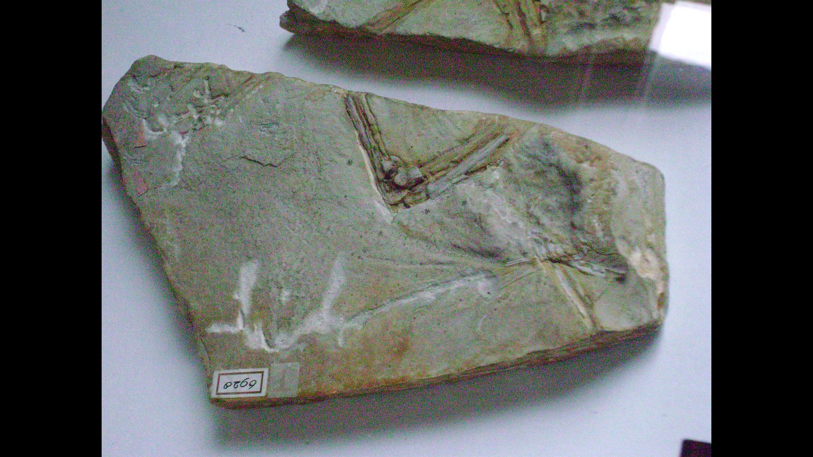 19. This 1855 Fossil Sat In A Museum Labeled The Wrong Animal