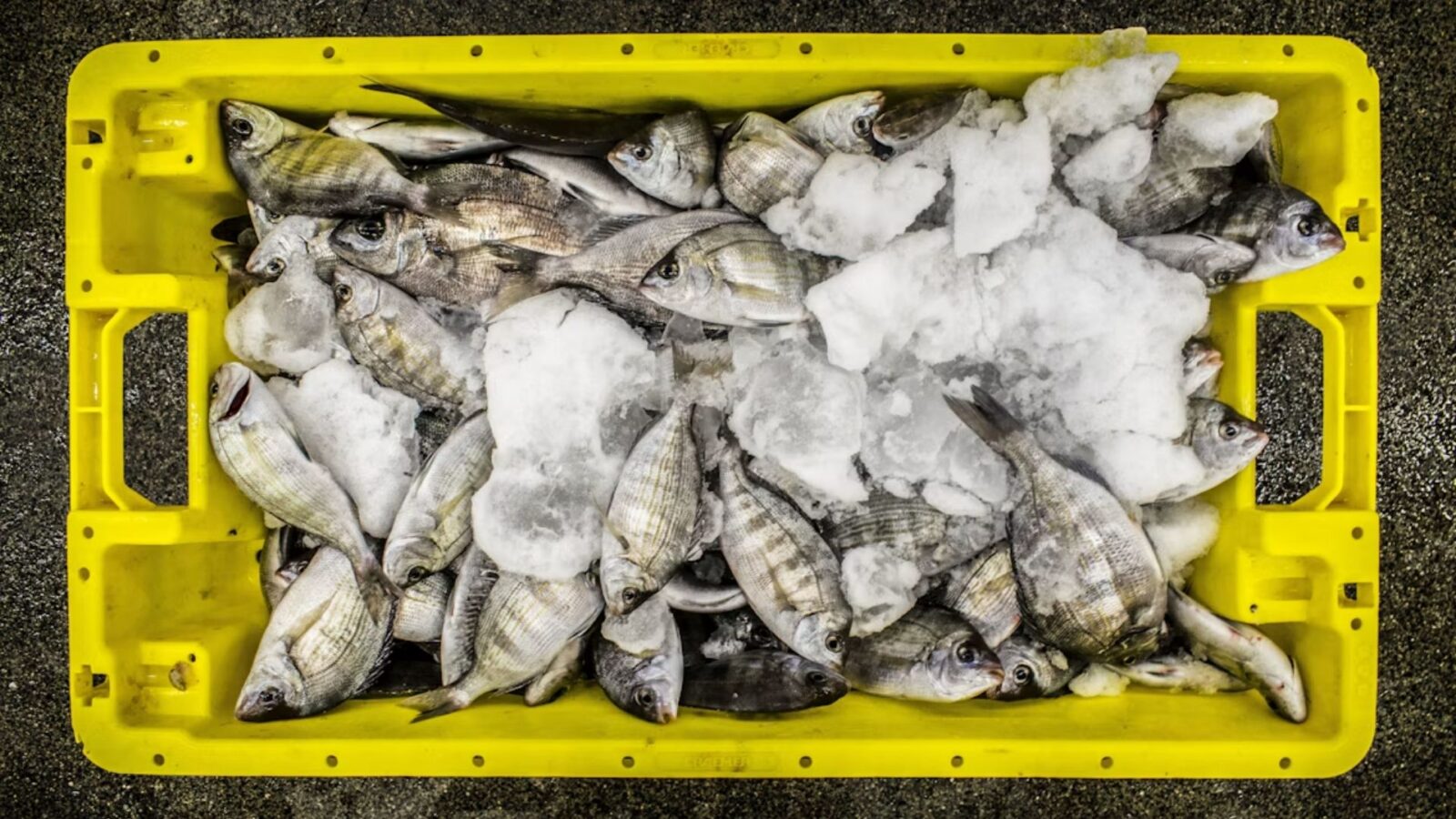 5. Fins And Scales: No Mention Of Toxins