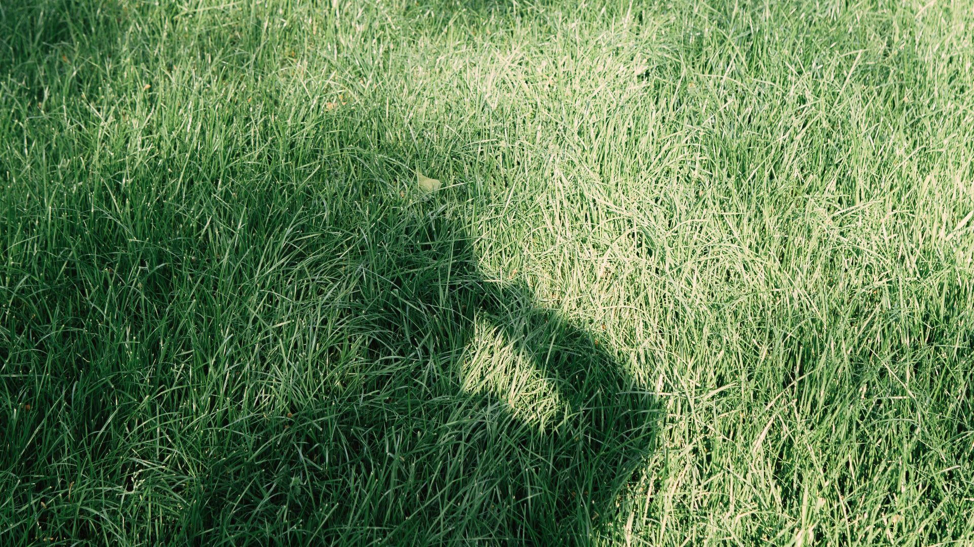 19. Lawn Boy