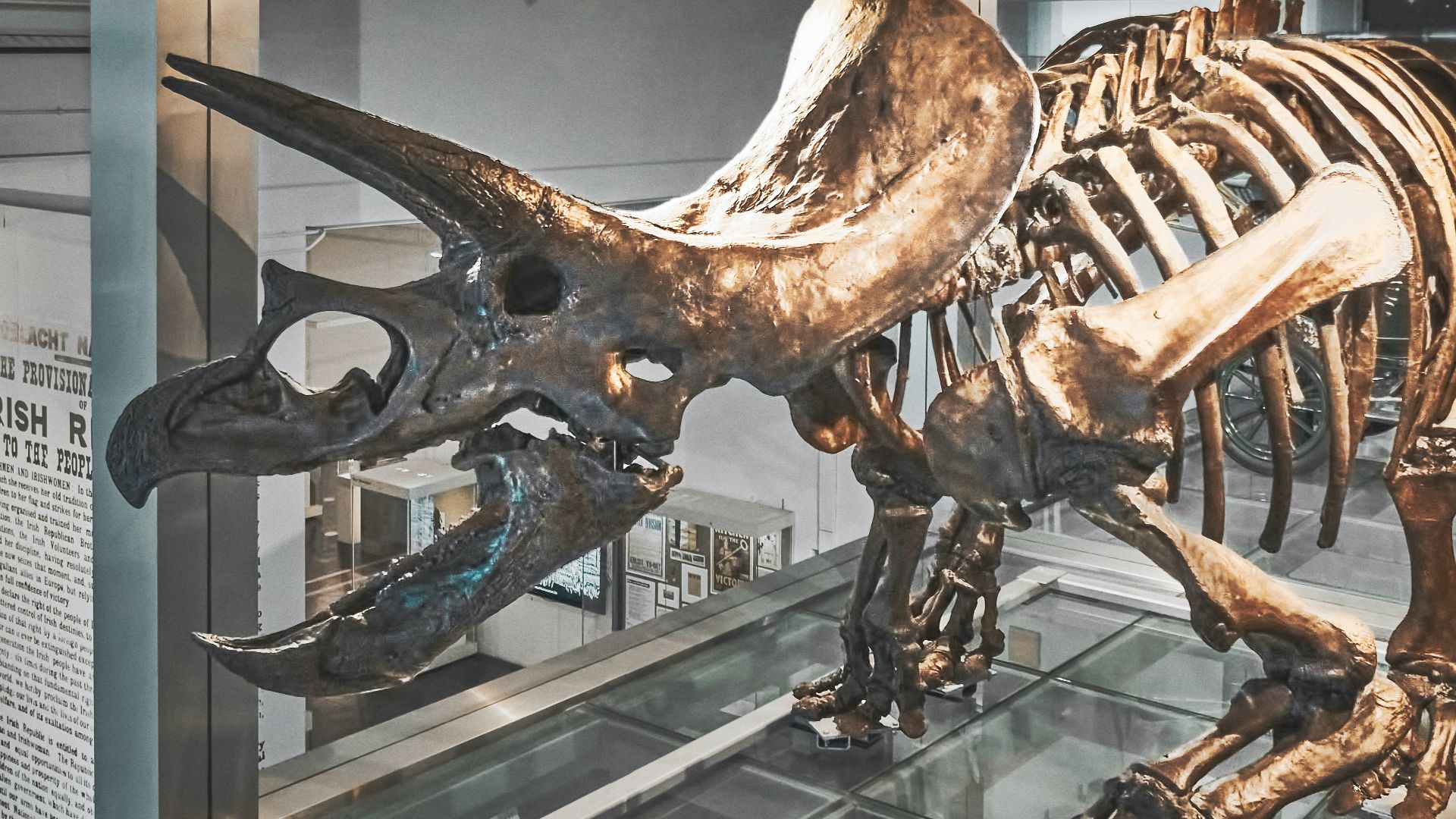 20. Tricératops