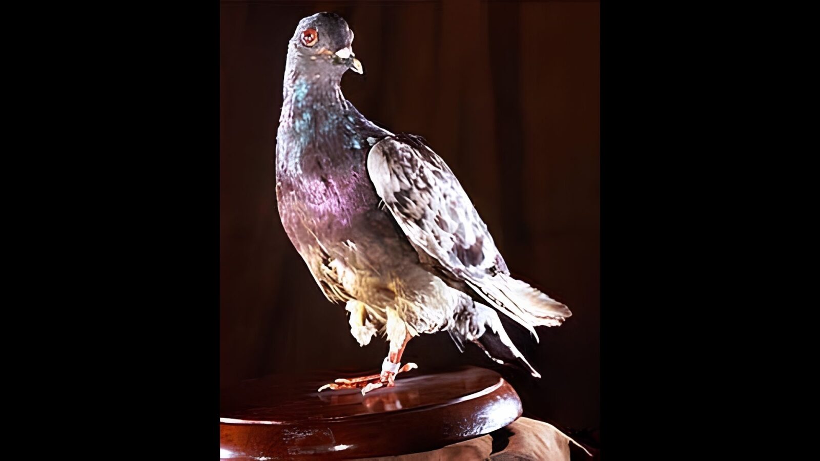 1. Un pigeon gravement blessé a sauvé 194 soldats pris au piège