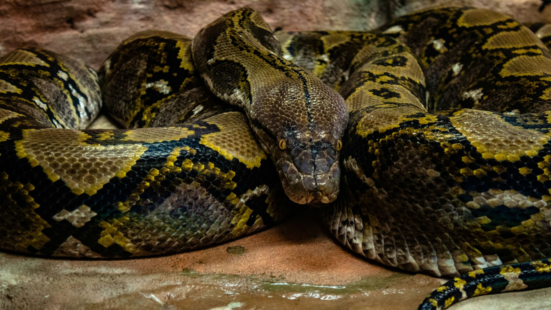 10. Les primes offertes en Floride pour la capture des pythons n'ont pas eu d'effet sur la population de ces animaux