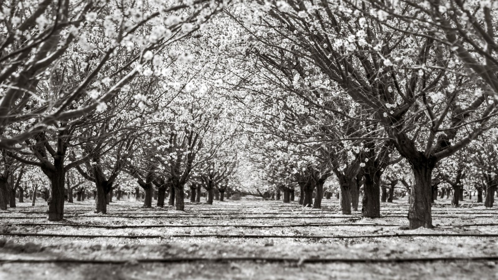 19. New Fruit Trees Got A Three-Year Waiting Period