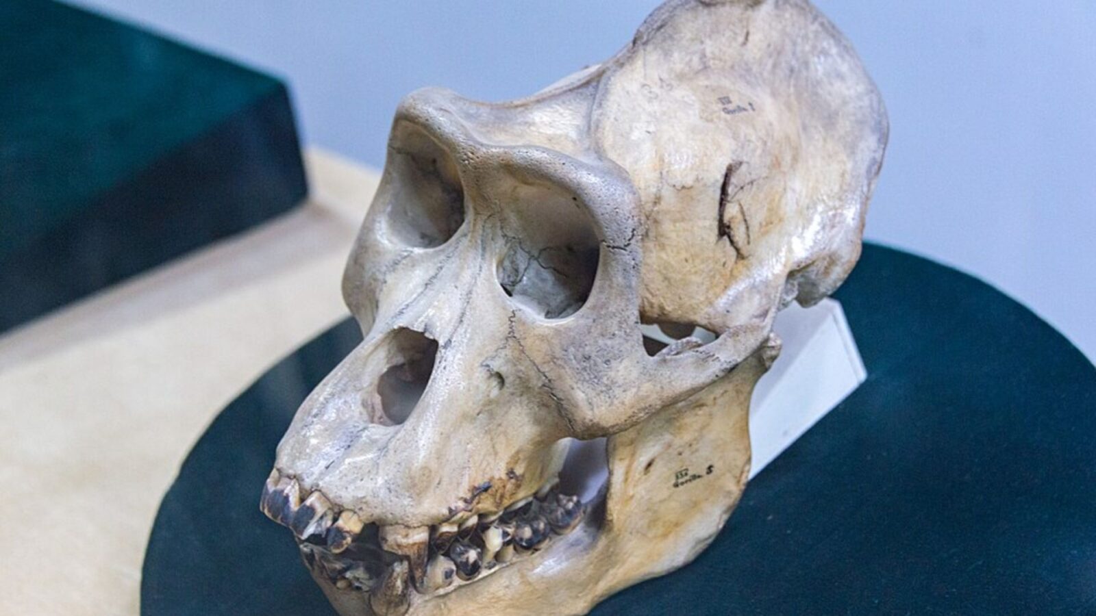 10. Les ossements perdus de l'Homme de Pékin