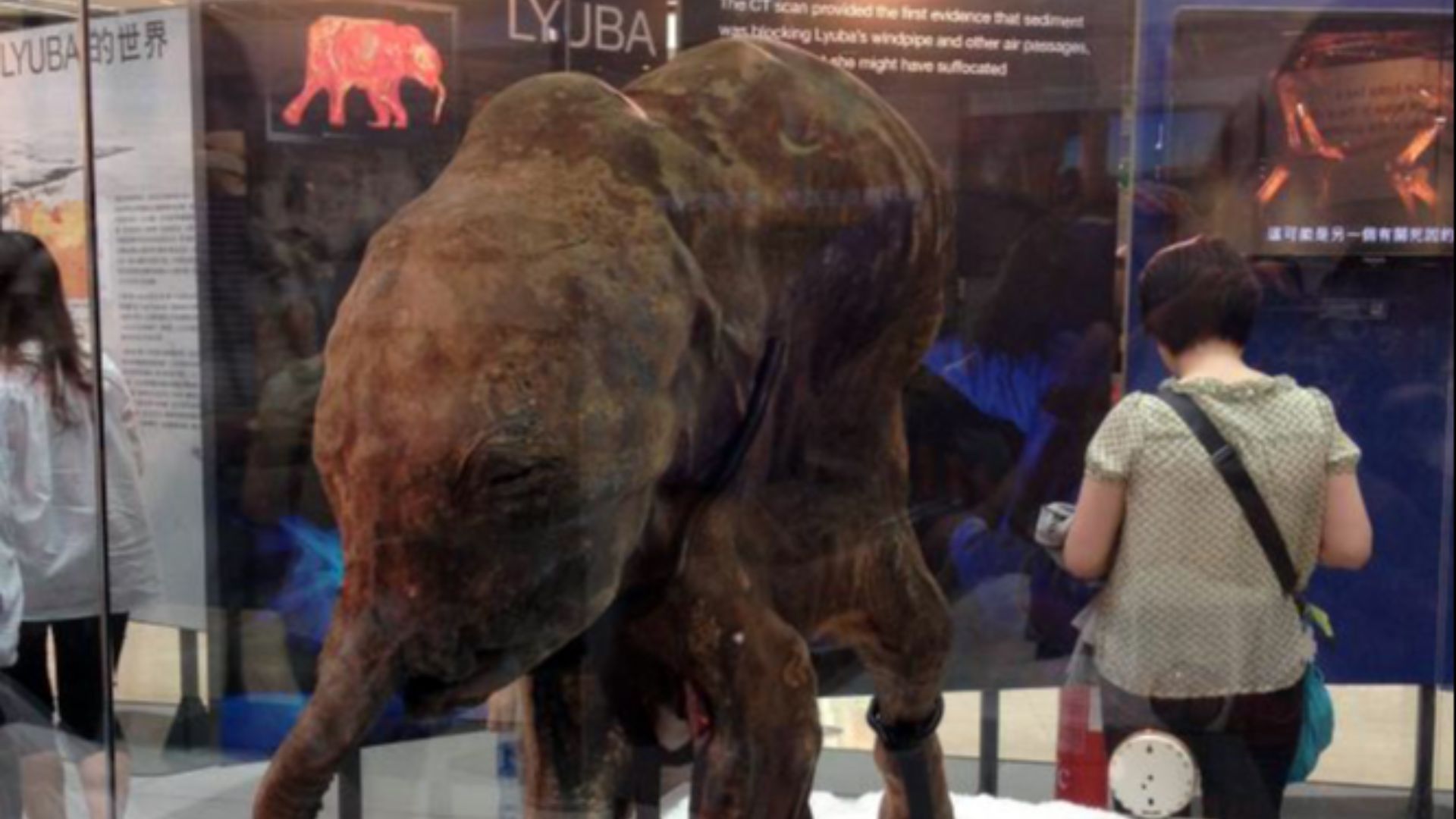 8. Lyuba