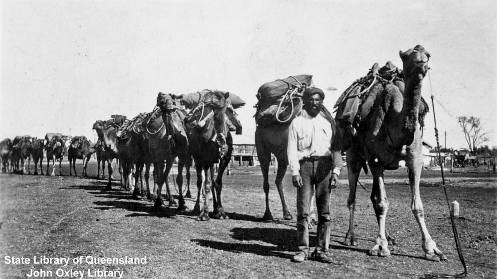7. Pendant des décennies, les caravanes de chameaux ont assuré la distribution du courrier dans l'Outback australien