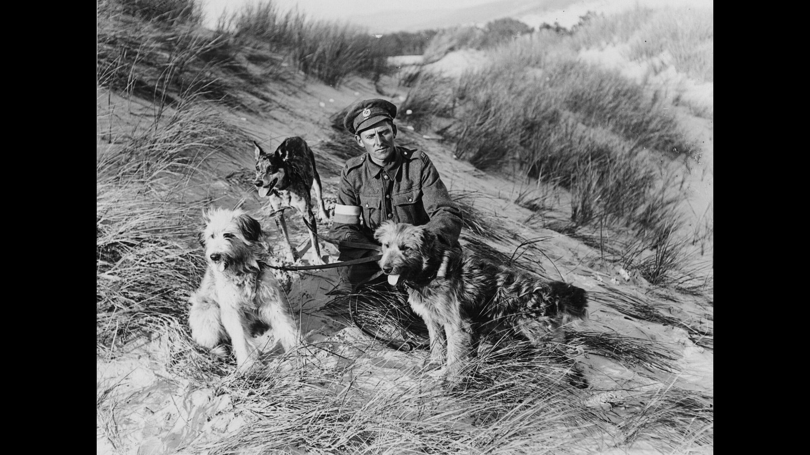 15. Des chiens de guerre dressés transmettaient des messages à travers la boue et les gaz
